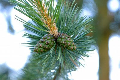 Pinus rotundata - borovice zaoblená - šiška